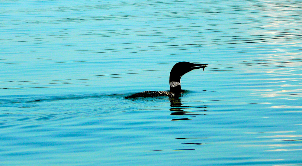 Loon with fish.